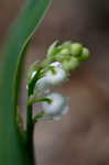 Lily of the valley